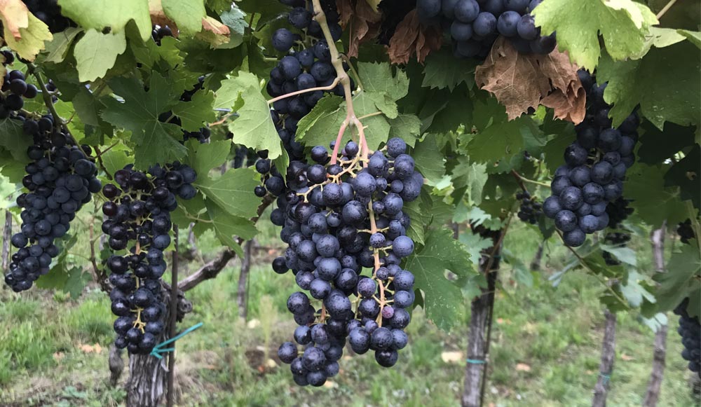 vineyard-3-montedallora